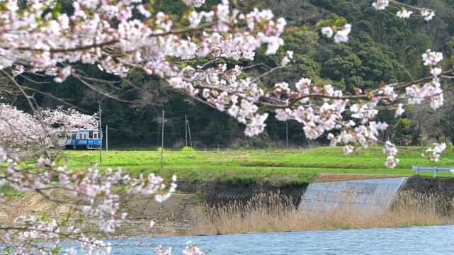 平成筑豊鉄道の崎山駅付近の桜と車両