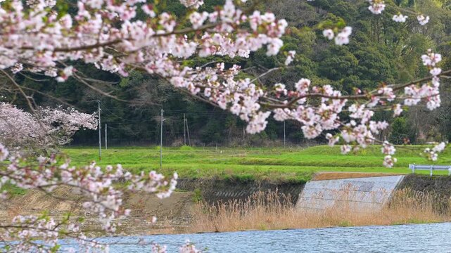 平成筑豊鉄道の崎山駅付近の桜