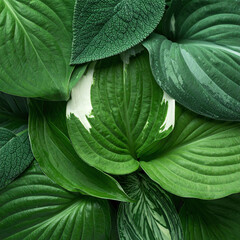 Fototapeta premium Lush green hosta leaves with diverse textures create a serene, fresh natural background. This vibrant organic pattern evokes tranquility and growth. Perfect for eco designs nobody.
