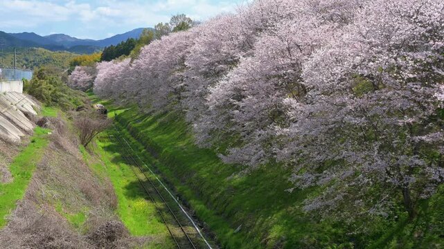 平成筑豊鉄道の赤駅付近の桜と車両
