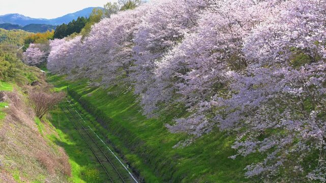 平成筑豊鉄道の赤駅付近の桜と車両
