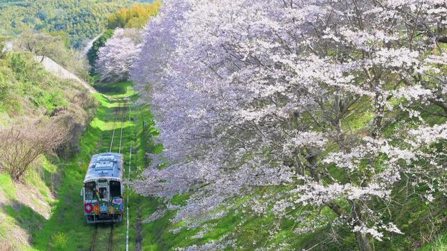 平成筑豊鉄道の赤駅付近の桜と車両