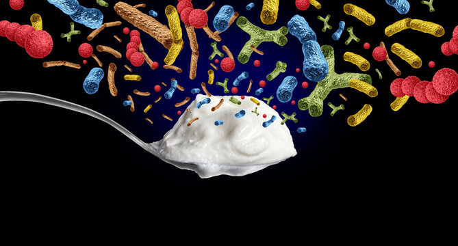 Yogurt Probiotic Bacteria containing live cultures of Lactobacillus and Bifidobacterium supporting digestive health gut microbiome balance and overall wellness.