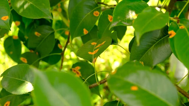Yellow spots on pear leaves. Selective focus.