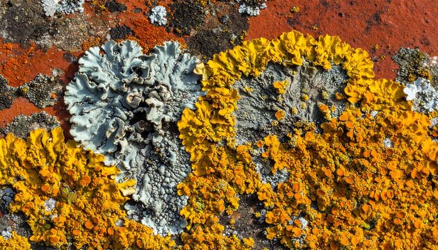 Close-up view of textured lichen in orange, yellow, and gray hues on a reddish surface