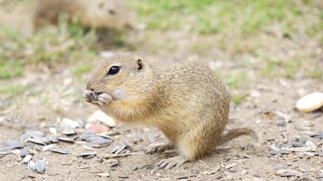 European Ground Squirrel Colony Feeding Close Up Slow Motion 4K