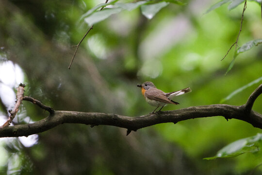 Red-breasted flycatcher (Ficedula parva) perched on a branch with an insect in its beak in a green forest. Nature of Czech republic.