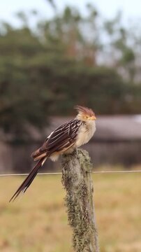 Guira Cuckoo bird in natural environment in Tapes, Rio Grande do Sul, Brazil.	