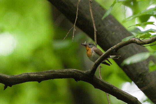Red-breasted flycatcher (Ficedula parva) perched on a branch with an insect in its beak in a green forest. Nature of Czech republic.