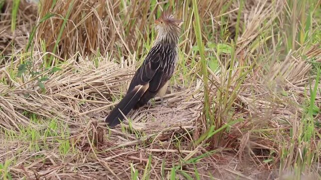 Guira Cuckoo bird in natural environment in Tapes, Rio Grande do Sul, Brazil.	