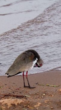 Southern lapwing (Vanellus chilensis) standing on the shore of Gua&iacute;ba Lake in Brazil	