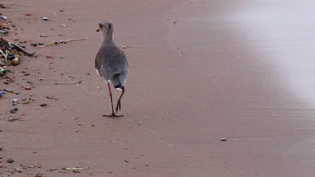 Southern lapwing (Vanellus chilensis) standing on the shore of Gua&iacute;ba Lake in Brazil