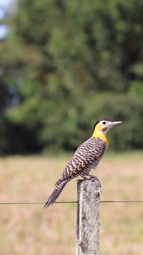 Campo Flicker perched in rural grassland landscape in Brazil.	