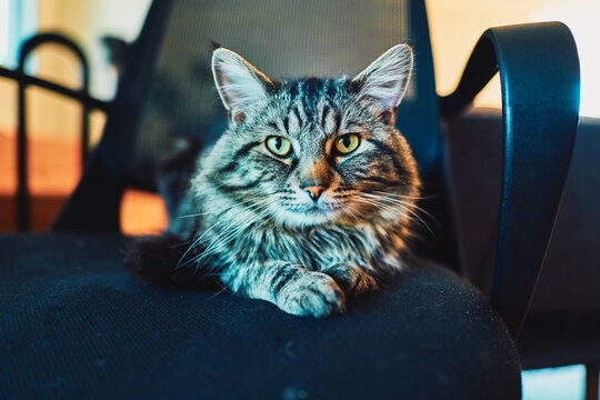 Fluffy tabby cat lounging on an office chair
