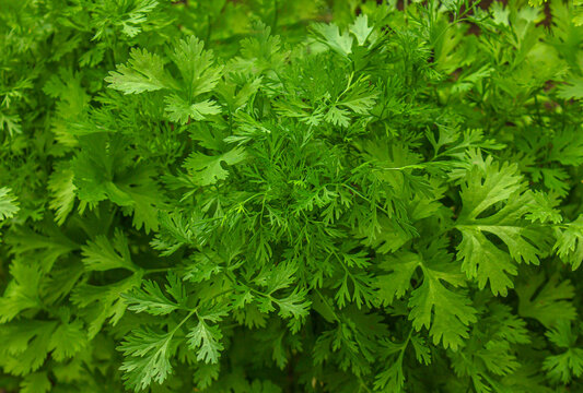 Fresh cilantro (coriander) leaves growing in a garden bed. Lush green herbs captured in close-up, showcasing organic freshness, natural texture, and healthy culinary ingredients.