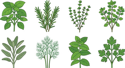 Collection of Culinary Herb Illustrations Featuring Basil, Rosemary, Thyme, Oregano, Sage, Dill, Mint and Parsley © Sheikh