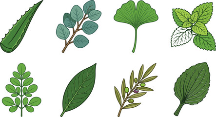 Collection of Medicinal and Culinary Leaf Illustrations Featuring Aloe Vera, Eucalyptus, Ginkgo, Mint, Moringa, Bay, Olive and Plantain © Sheikh