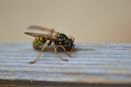 European paper wasp resting on weathered wood