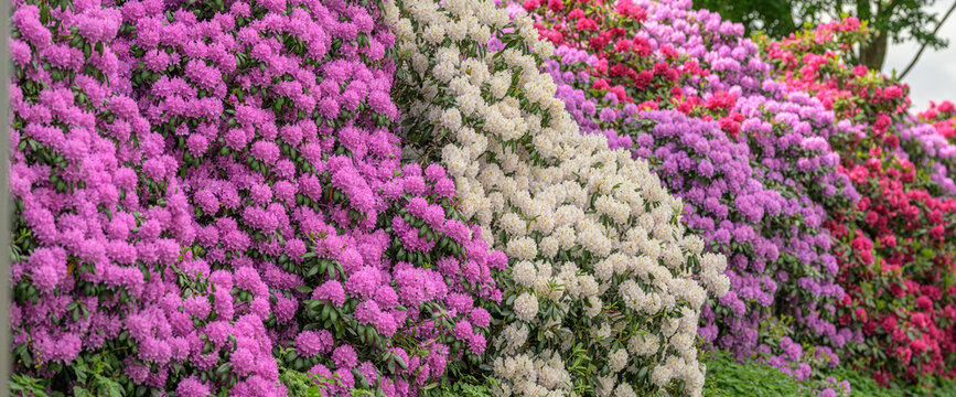 Colorful rhododendron Rhododendron ponticum flowering shrubs along green park path.