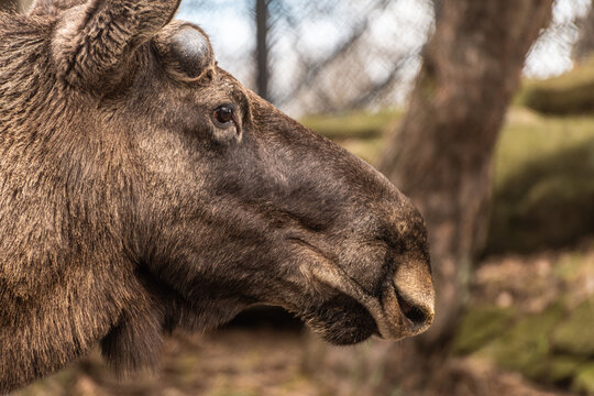 Close up profile of moose Alces alces in woodland habitat.