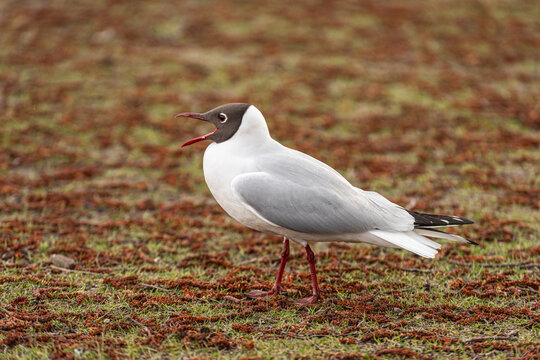 Black headed gull Chroicocephalus ridibundus calling on grassy ground.