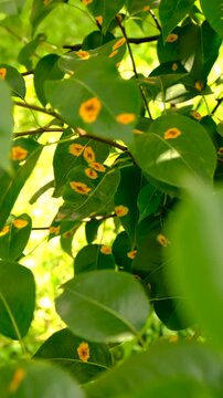 Yellow spots on pear leaves. Selective focus.