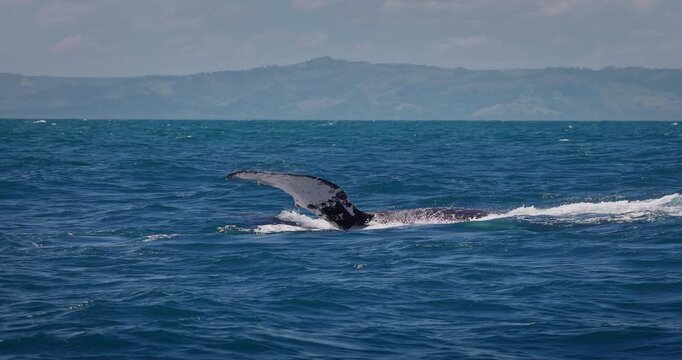 Humpback blue whale jumping out of the water in Caribbean Sea, Samana island, Dominican Republic