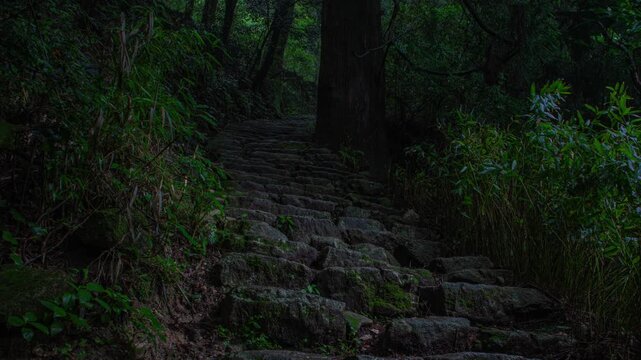 宝満山のヒメボタル
