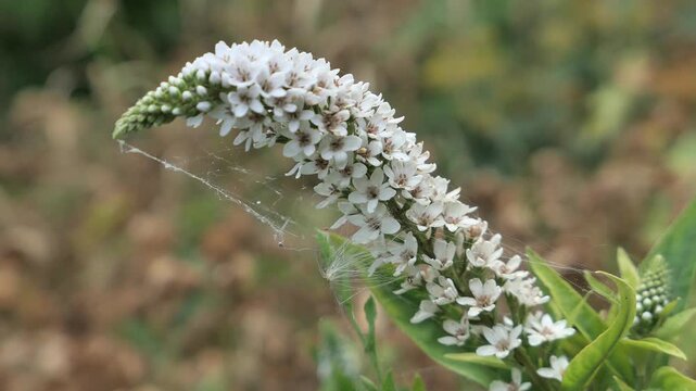 Video of white flowering dense vertical flower cluster of decorative plant Gooseneck Loosestrife, latin name Lysimachia clethroides, with some cobwebs attached, gently moving in light summer wind. 