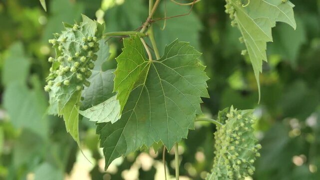 Video of leaves of Frost Grape, latin name Vitis Vulpina, infested on bottom of its leaves with galls of Grape Phylloxera, latin name Daktulosphaira vitifoliae. Gently shaking in light summer wind 