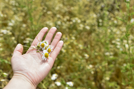 An open hand holds a small bunch of freshly picked wild chamomile flowers in a field. The background shows a blurred meadow of Matricaria chamomilla under bright sunlight.