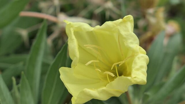 Video of larger chalice shaped yellow flower of bigfruit evening primrose plant, latin name Oenothera Macrocarpa, swinging in medium summer wind, some ant roaming inside. 