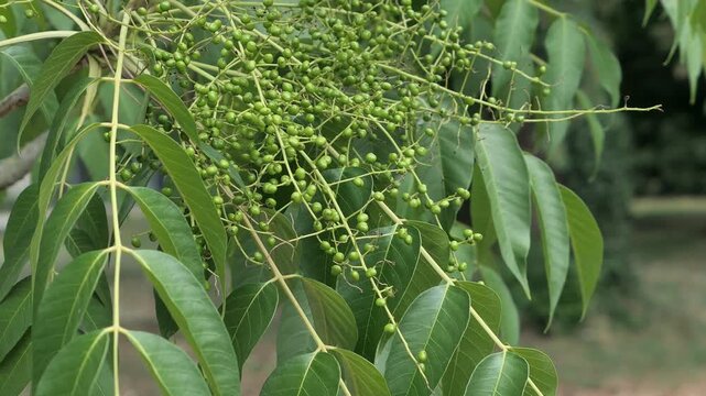 Branch with green leaves and small green round fruit called drupes of Chinese Lacquer Tree, latin name Toxicodendron vernicifluum, swinging in summer breeze. 