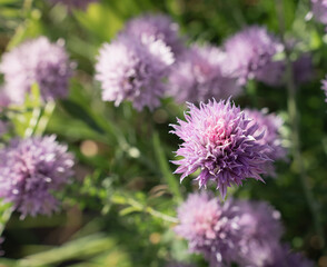Fototapeta premium Purple chive flower blooming in a summer garden