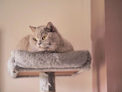 Fluffy gray cat lounging on soft cat tree perch. Cat stares directly at camera with calm, focused eyes. Warm, soft lighting highlights cat's fur texture. Indoor setting with plain wall background