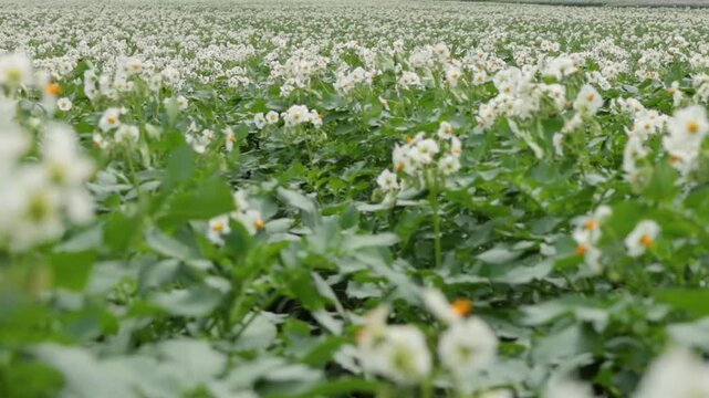 Close-up footage of blooming potato plants with green leaves and delicate flowers in a field. Concept of agriculture, crop growth, and organic farming. Ideal for themes of food production, rural lands