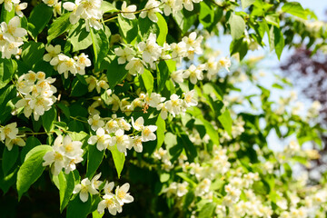 Fototapeta premium Beautiful jasmine flowers blooming outdoors, closeup