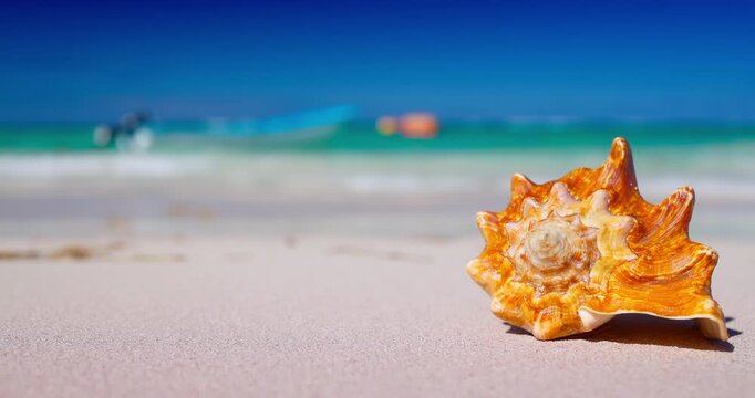 Tropical Sunny Beach Shore and Sea Shell Rapana on White Sand With Blue Ocean Water and Palm Trees in Background Caribbean vacation