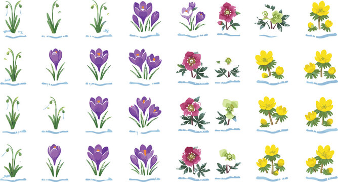 Spring Early Blooming Wildflower Vector Illustration Set Featuring Crocus Snowdrop Hellebore and Eranthis Winter Aconite Flowers Melting Snow Isolated on White