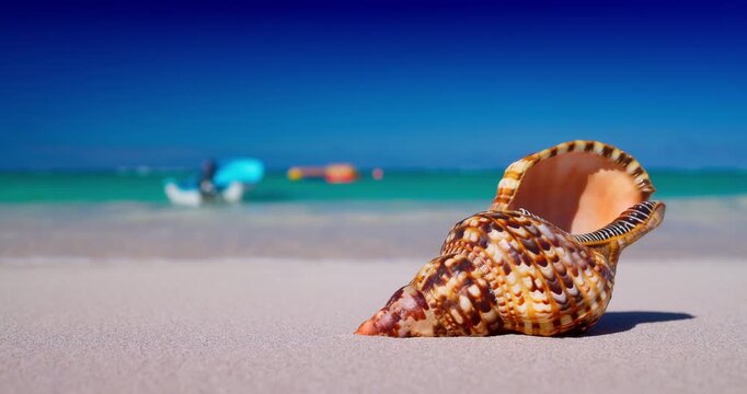 Tropical Sunny Beach Shore and Sea Shell Rapana on White Sand With Blue Ocean Water and Palm Trees in Background Caribbean vacation