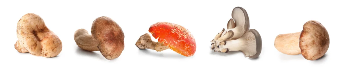 Various fresh wild mushrooms isolated on white background © Pixel-Shot