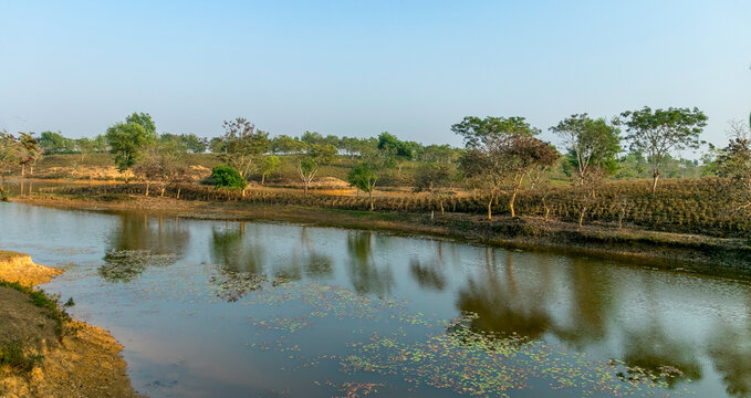 Serene Pond with Tree Reflections