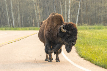 bison standing on road in elk island national park © Amy