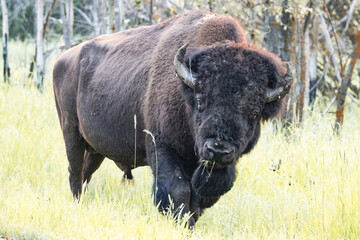 side profile of bison looking at camera in green forest © Amy