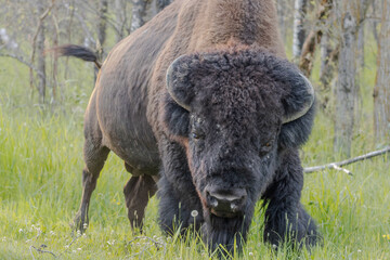 large bison looking straight ahead in power stance at elk island national park © Amy