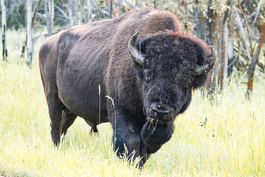 side profile of bison looking at camera in green forest