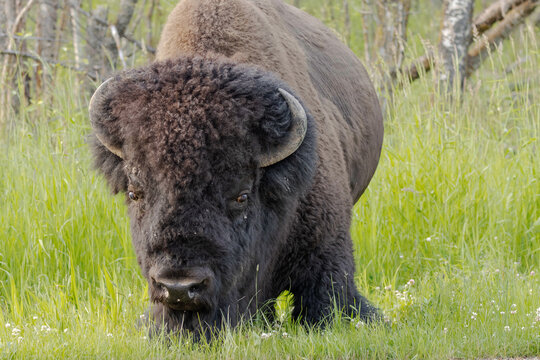 bison standing in grass at elk island national park