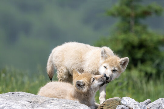 young arctic wolf pups playing on summer day