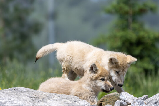 two arctic wolves playing on rocky terrain in mid summer. 2.5 months old