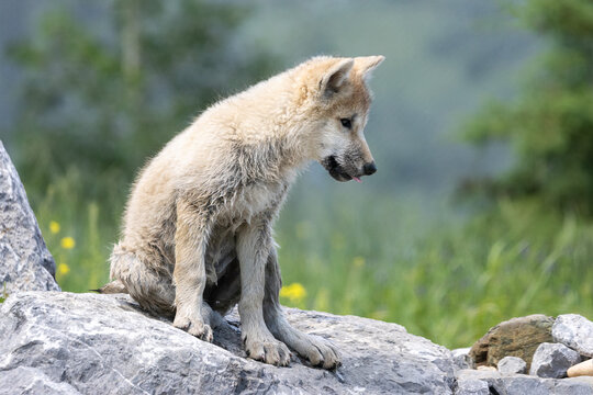 arctic wolf pup sitting on rock in green pasture on summer day